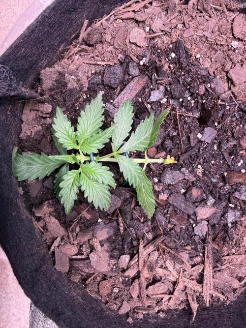 Gelato named Shirley (first grow). Week 4