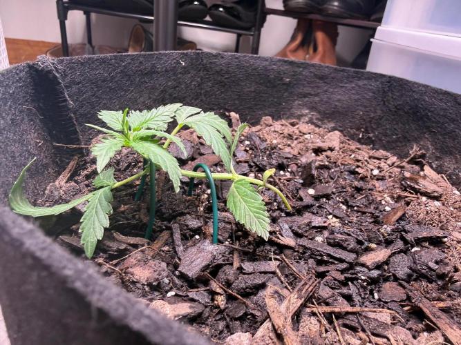 Gelato named Shirley (first grow). Week 5