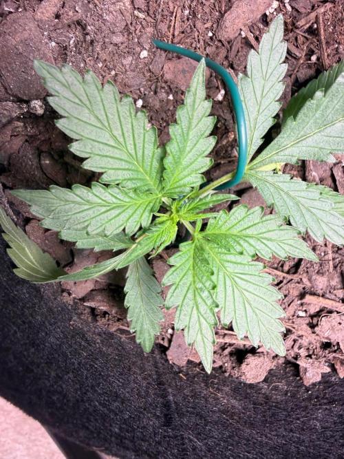 Gelato named Shirley (first grow). Week 5
