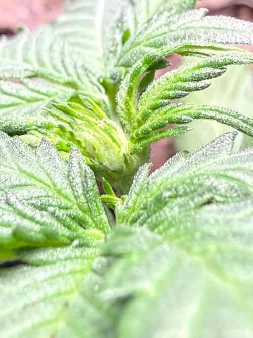 Gelato named Shirley (first grow). Week 5