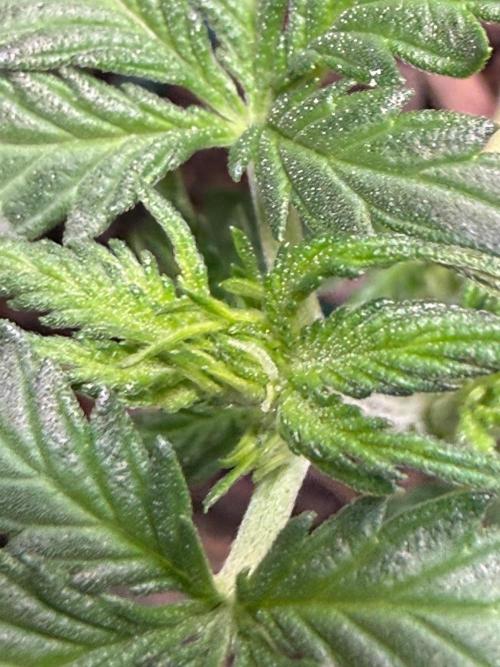 Gelato named Shirley (first grow). Week 5