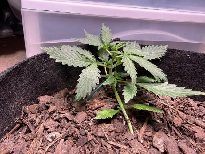 Gelato named Shirley (first grow). Week 5