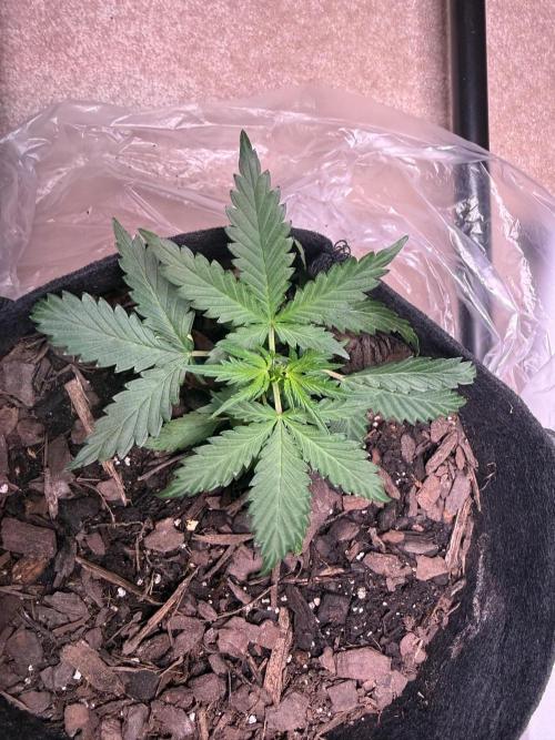 Gelato named Shirley (first grow). Week 5