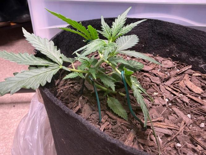 Gelato named Shirley (first grow). Week 6