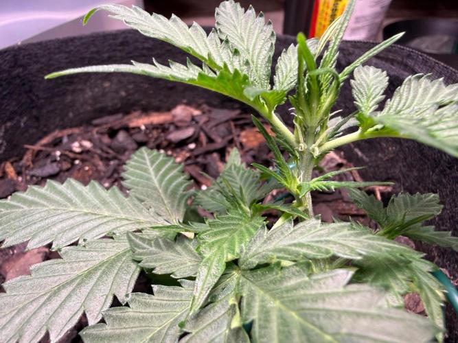 Gelato named Shirley (first grow). Week 6