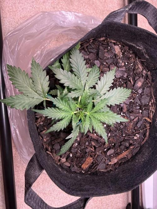 Gelato named Shirley (first grow). Week 6