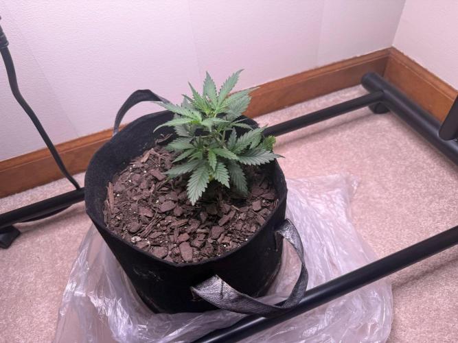 Gelato named Shirley (first grow). Week 6