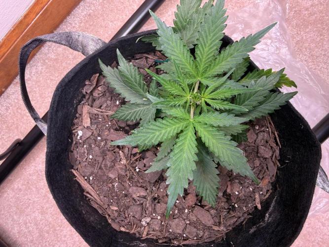 Gelato named Shirley (first grow). Week 6