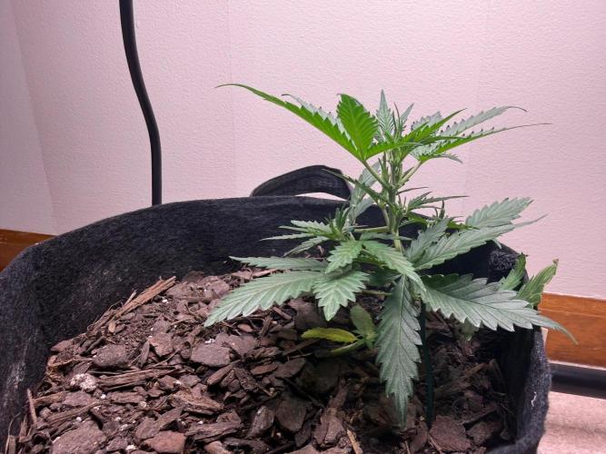 Gelato named Shirley (first grow). Week 6