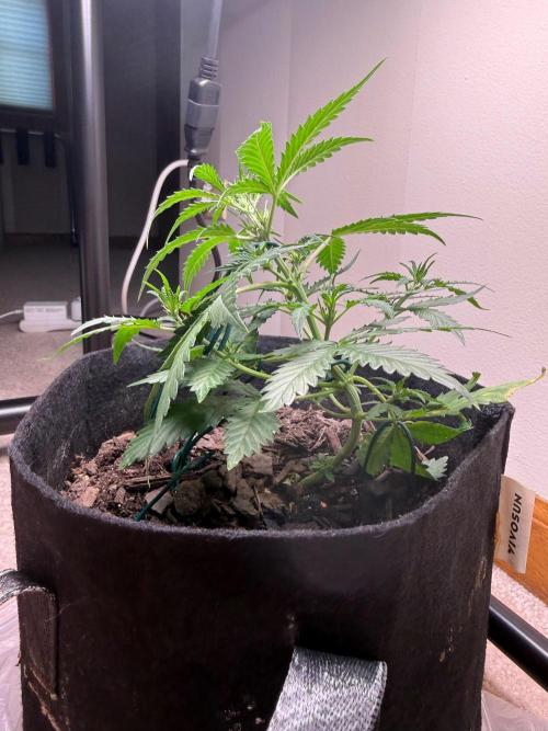 Gelato named Shirley (first grow). Week 7