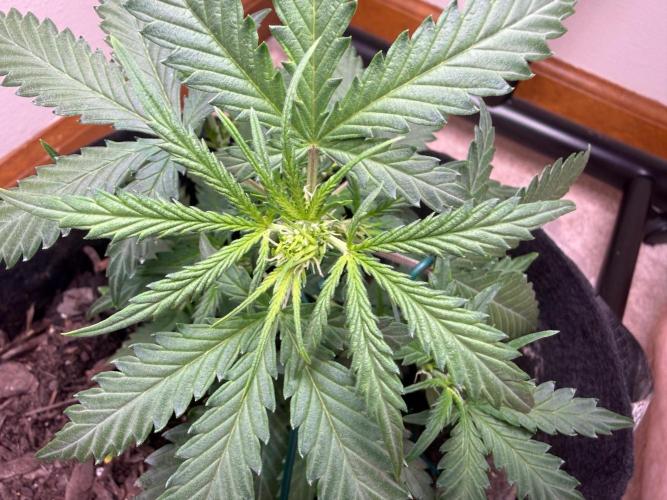 Gelato named Shirley (first grow). Week 7