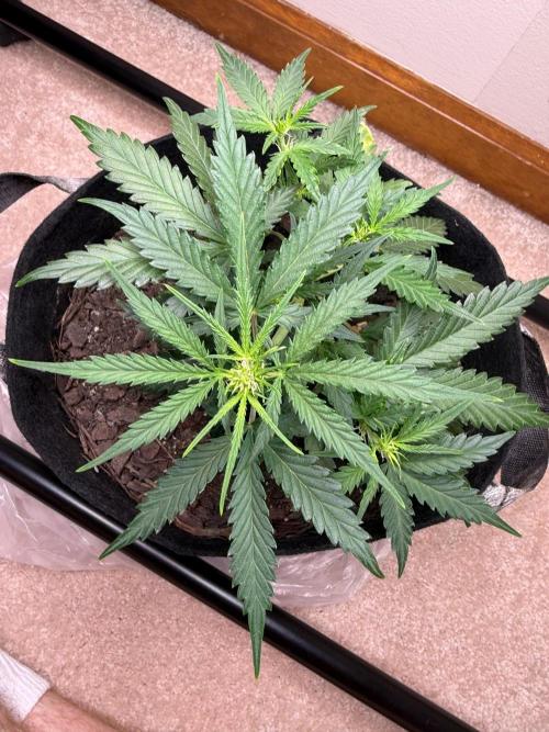 Gelato named Shirley (first grow). Week 7