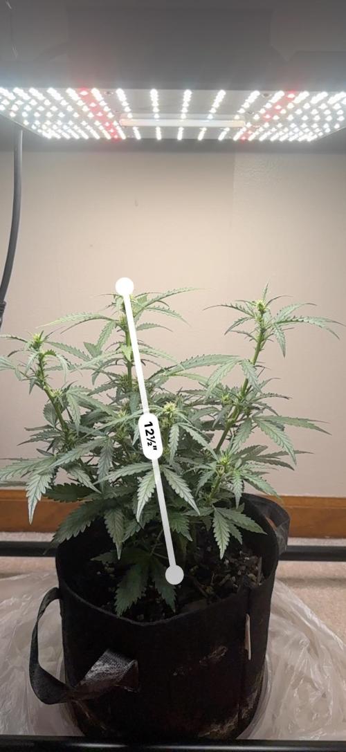 Gelato named Shirley (first grow). Week 9