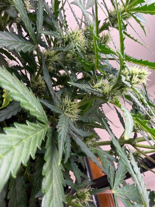 Gelato named Shirley (first grow). Week 9