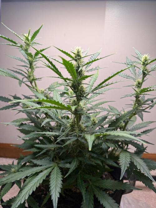 Gelato named Shirley (first grow). Week 9