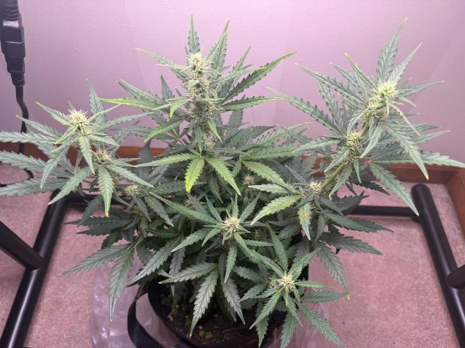 Gelato named Shirley (first grow). Week 10