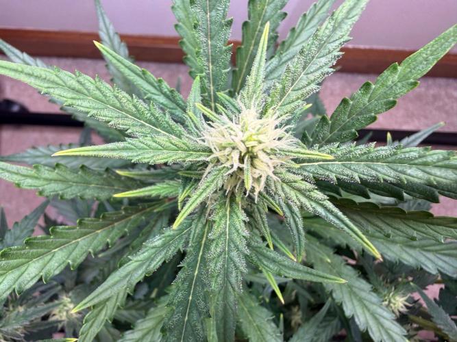 Gelato named Shirley (first grow). Week 10