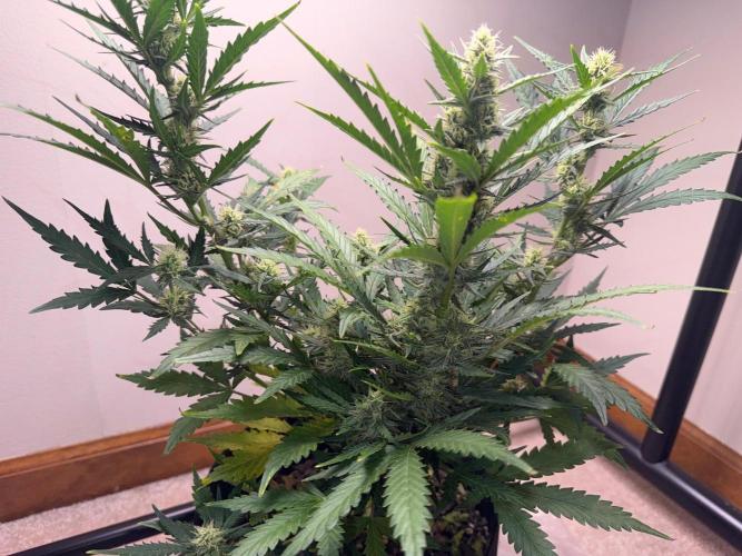Gelato named Shirley (first grow). Week 10