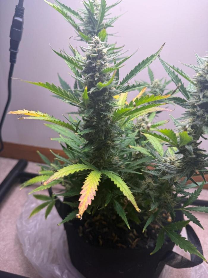 Gelato named Shirley (first grow). Week 11