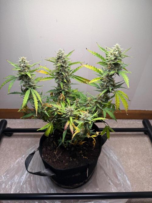 Gelato named Shirley (first grow). Week 12