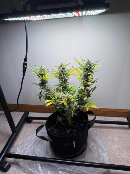 Gelato named Shirley (first grow). Week 12