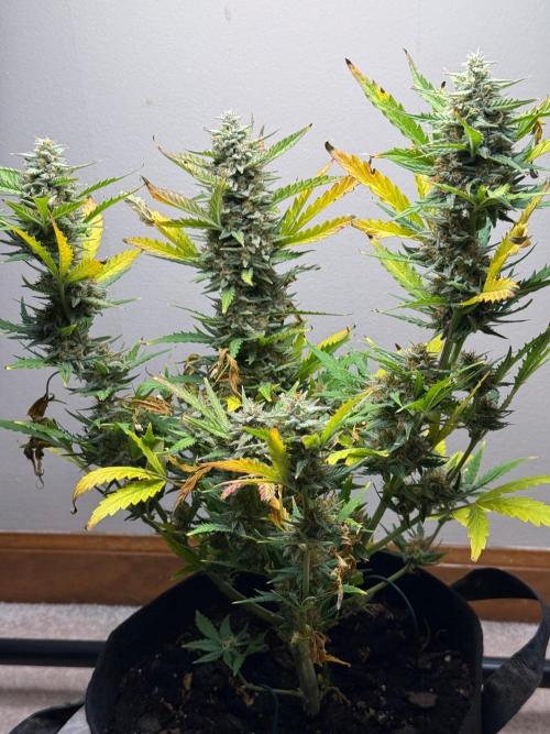 Gelato named Shirley (first grow). Week 12