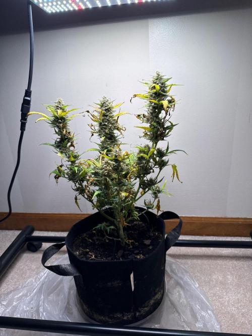 Gelato named Shirley (first grow). Week 13