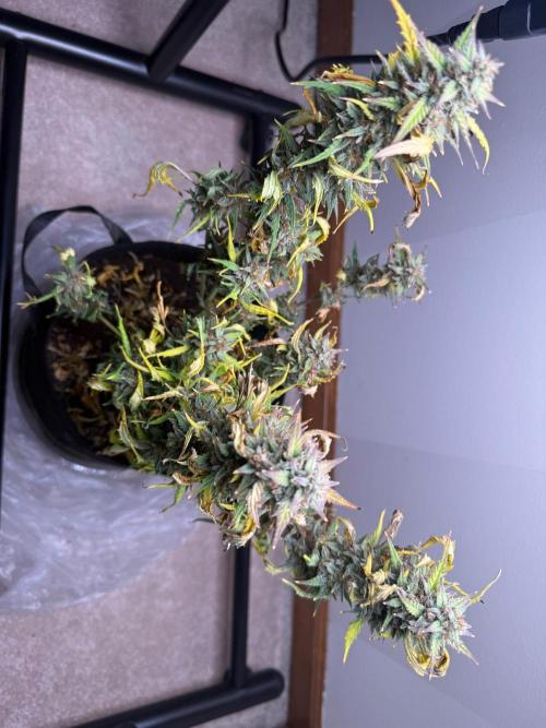 Gelato named Shirley (first grow). Week 13