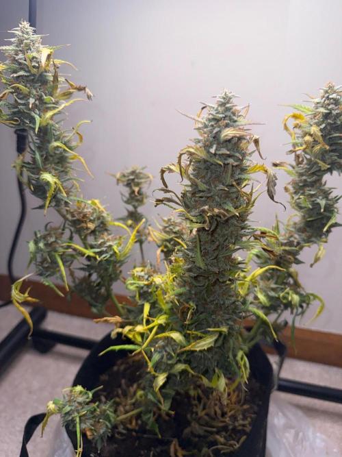 Gelato named Shirley (first grow). Week 13