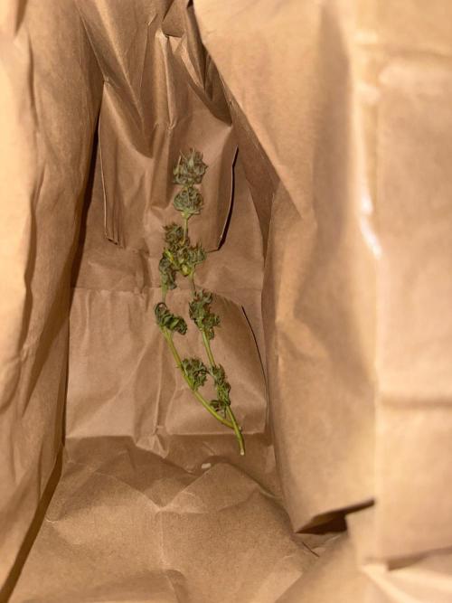 Gelato named Shirley (first grow). Week 14 - Cute little ones in the bag