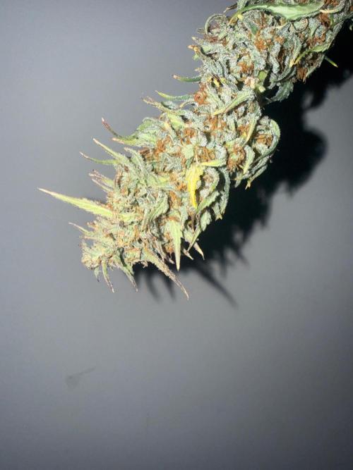 Gelato named Shirley (first grow). Week 14