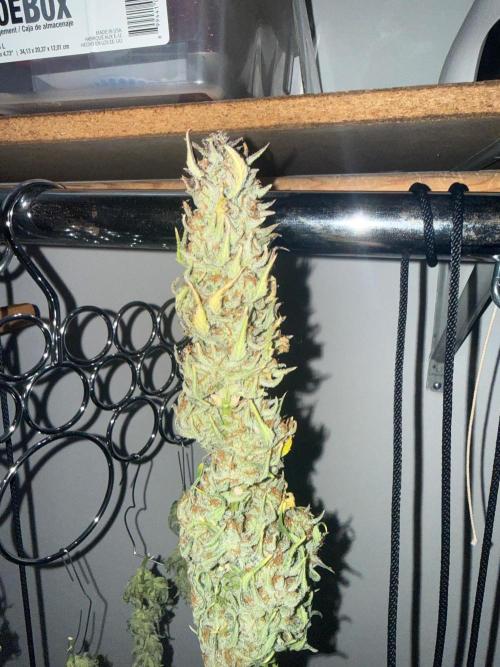 Gelato named Shirley (first grow). Week 14 - Just perty