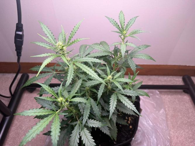 Gelato named Shirley (first grow). Week 8
