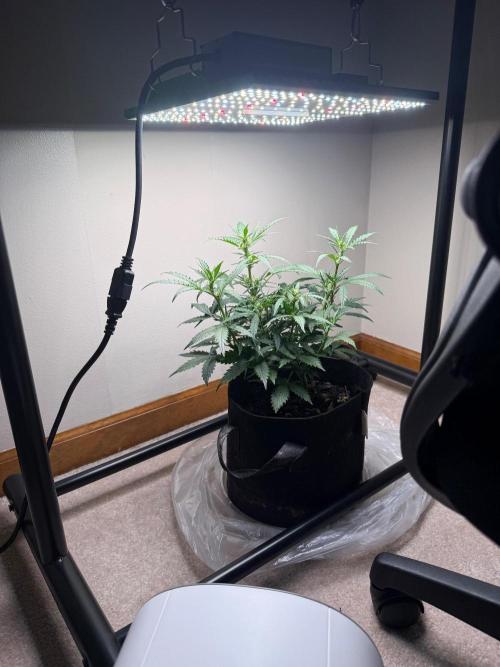 Gelato named Shirley (first grow). Week 8