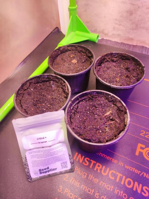 SS Critical+ by ODB. Week 0 - Ab ins Abenteuer