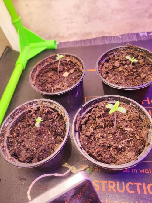 SS Critical+ by ODB. Week 0 - Ab hier beenden wir die Keimungsphase 