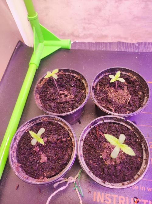 SS Critical+ by ODB. Week 1 - Start der Vegi