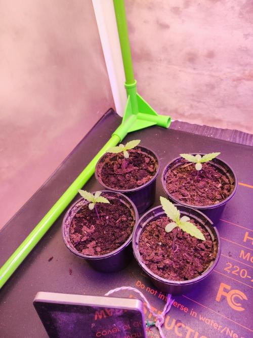 SS Critical+ by ODB. Week 1 - Man sieht jeden Tag ein wenig mehr wachstum