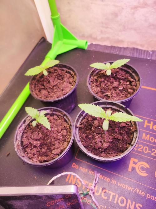 SS Critical+ by ODB. Week 1 - step by step