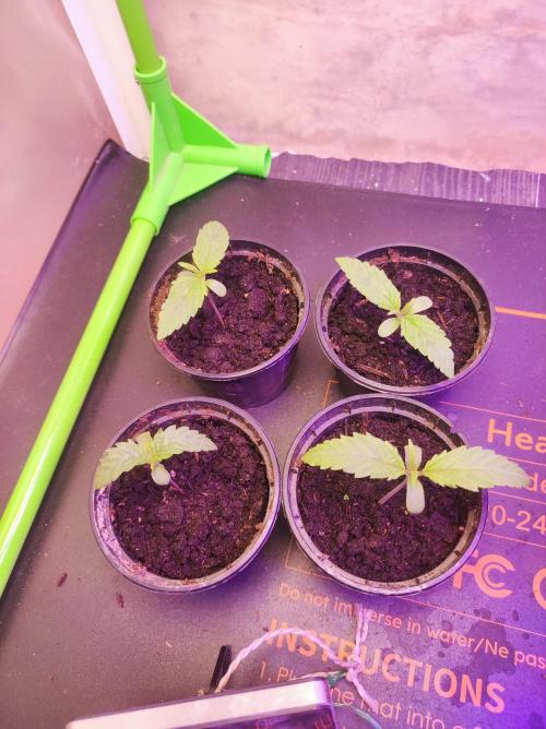 SS Critical+ by ODB. Week 1 - Sie wachsen solide 