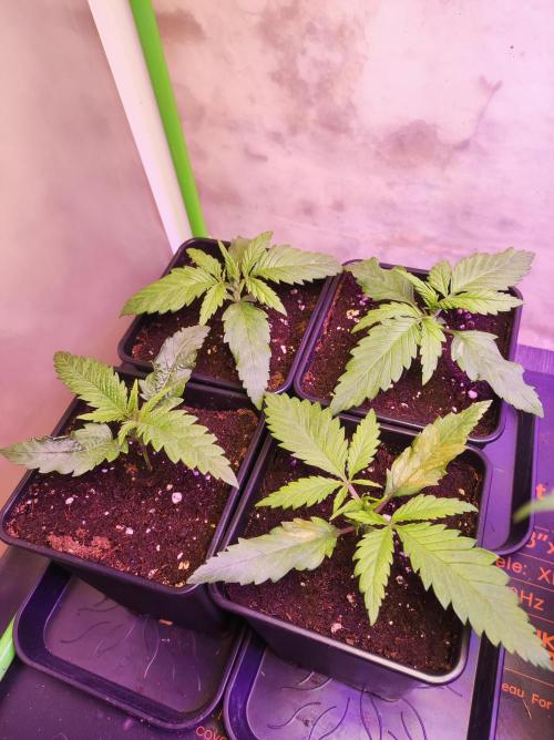 SS Critical+ by ODB. Week 2 - Die Pflanze unten rechts hat etwas von der Nährlösung aufs Blatt bekommen. Daher die Verbrennungen🙄