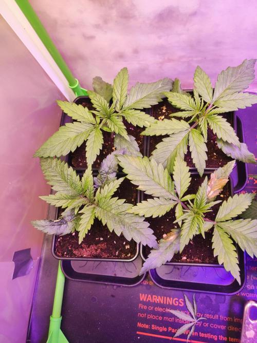 SS Critical+ by ODB. Week 2 - Die beiden unteren werden heute gehen
