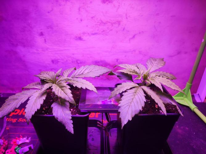 SS Critical+ by ODB. Week 2 - Zum Ende der zweiten Woche ziehen die Pflanzen unter die Viparspectra Lampe 