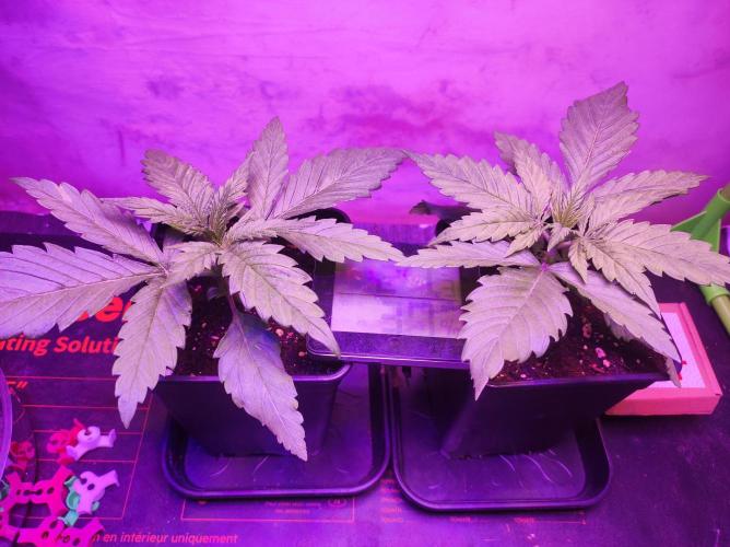 SS Critical+ by ODB. Week 3 - Samstag 