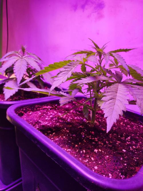 SS Critical+ by ODB. Week 3 - Freitag