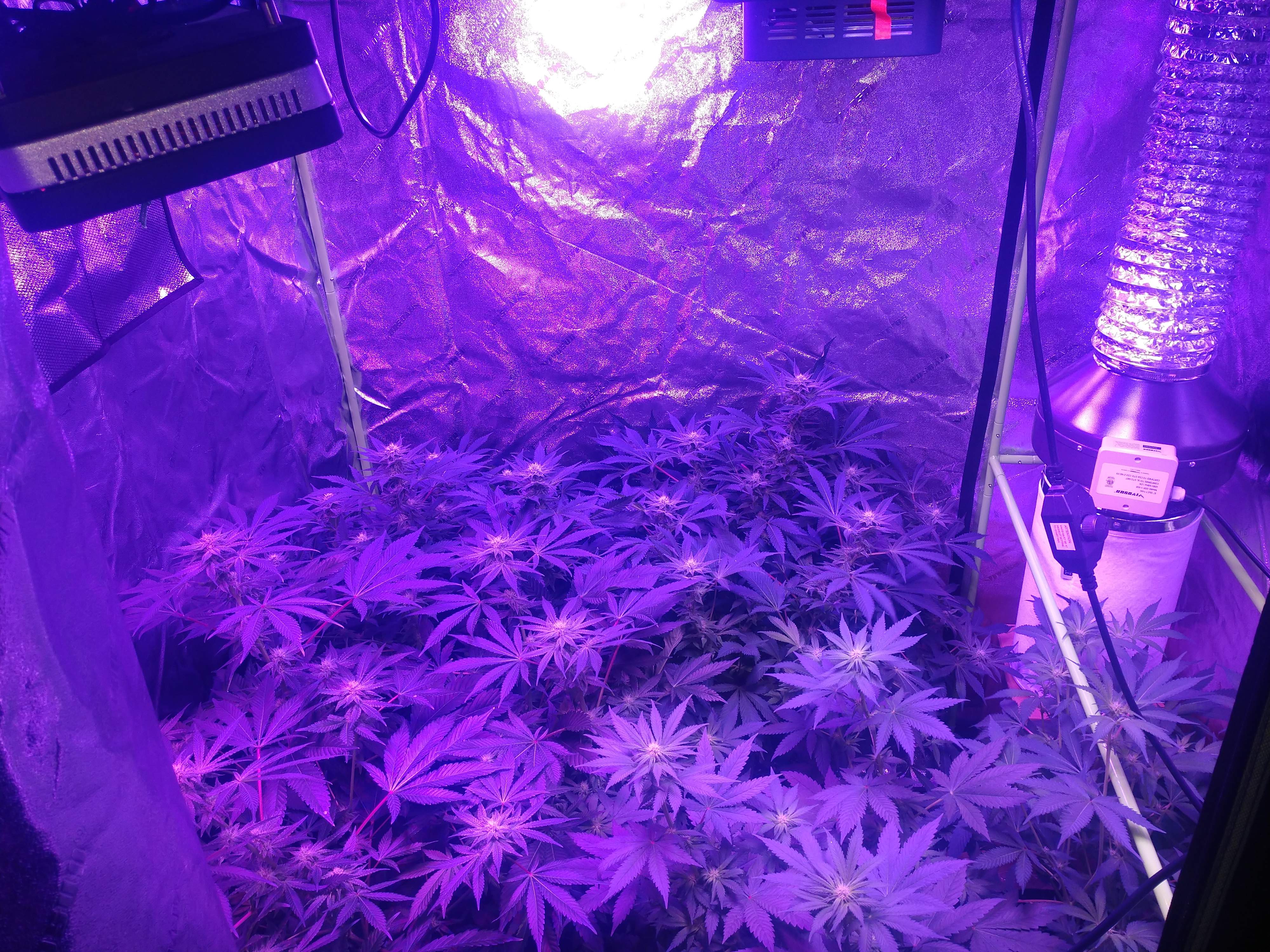 ILGM Girl Scout Cookies Extreme, Gorilla Glue 4 by Seedking 2 grow