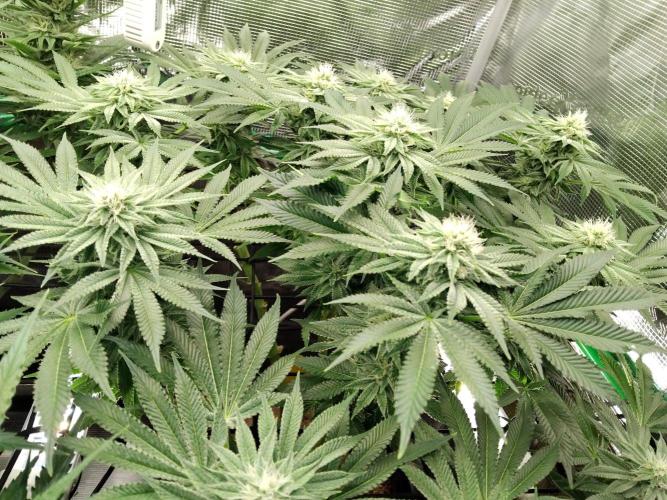 Organi-Matrix : Project "Phoenix Effect". Week 4 - Orange Cream Pop