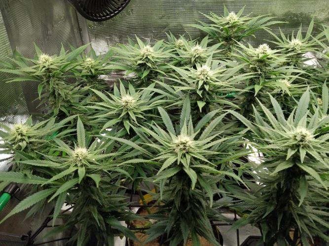 Organi-Matrix : Project "Phoenix Effect". Week 4 - Mandarin Thuggee