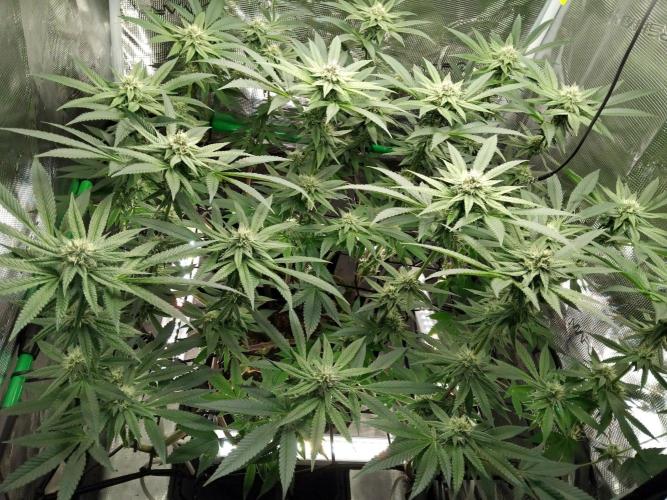 Organi-Matrix : Project "Phoenix Effect". Week 4 - Apple Betty