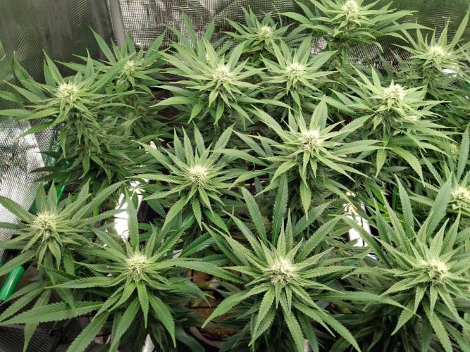Organi-Matrix : Project "Phoenix Effect". Week 4 - Mandarin Thuggee